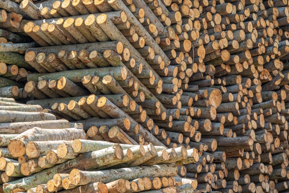 A large stack of cut wooden logs piled outdoors on a paved surface, with many logs showing their circular cross-sections and rough bark exteriors. The logs vary in diameter and length, with some stacked horizontally and others leaning slightly. In the background, additional logs are visible, creating a densely packed arrangement. The lighting is natural and bright, casting minimal shadows. This image represents the materials used in packing and logistical processes involved in home relocation and furniture transport. The scene is devoid of moving equipment or personnel but highlights the raw materials that might be handled during house removals, such as those offered by Colliers Wood Removals, especially for jobs requiring navigating narrow access or outdoor loading areas.