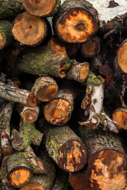 Close-up view of a stack of cut logs with rough bark and visible tree rings, arranged horizontally and vertically on a ground surface. The logs vary in size and are covered partially with moss and lichen, indicating they have been recently felled or stored for future use. The background shows some dirt and smaller wood fragments. This image emphasizes the natural appearance of timber commonly used during home relocation or furniture transport processes, as seen in professional removals services by Colliers Wood Removals, especially when preparing materials for packing or transporting household items during house removals near Wandle Park.