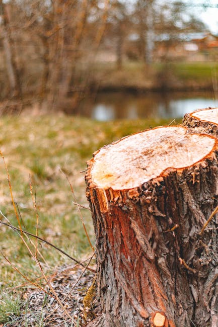 Close-up view of a stack of cut logs with rough bark and visible tree rings, arranged horizontally and vertically on a ground surface. The logs vary in size and are covered partially with moss and lichen, indicating they have been recently felled or stored for future use. The background shows some dirt and smaller wood fragments. This image emphasizes the natural appearance of timber commonly used during home relocation or furniture transport processes, as seen in professional removals services by Colliers Wood Removals, especially when preparing materials for packing or transporting household items during house removals near Wandle Park.